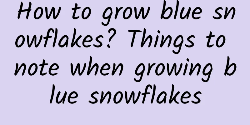 How to grow blue snowflakes? Things to note when growing blue snowflakes