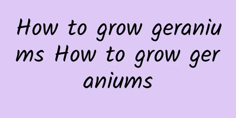 How to grow geraniums How to grow geraniums