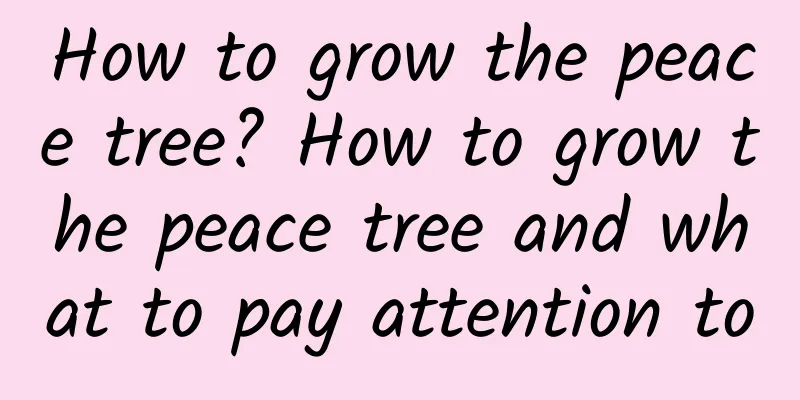 How to grow the peace tree? How to grow the peace tree and what to pay attention to