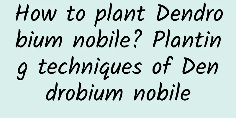 How to plant Dendrobium nobile? Planting techniques of Dendrobium nobile