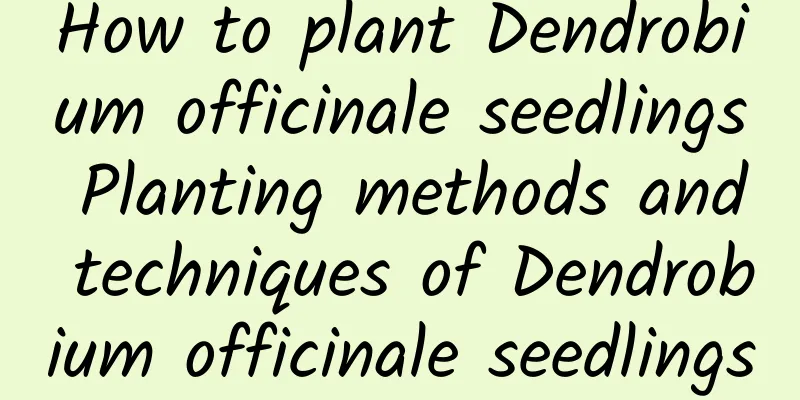 How to plant Dendrobium officinale seedlings Planting methods and techniques of Dendrobium officinale seedlings