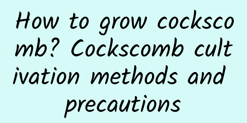 How to grow cockscomb? Cockscomb cultivation methods and precautions