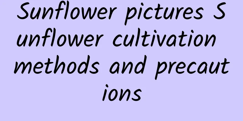 Sunflower pictures Sunflower cultivation methods and precautions