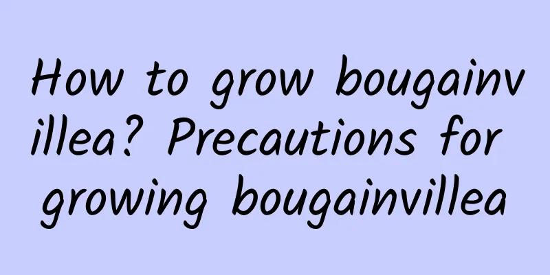 How to grow bougainvillea? Precautions for growing bougainvillea