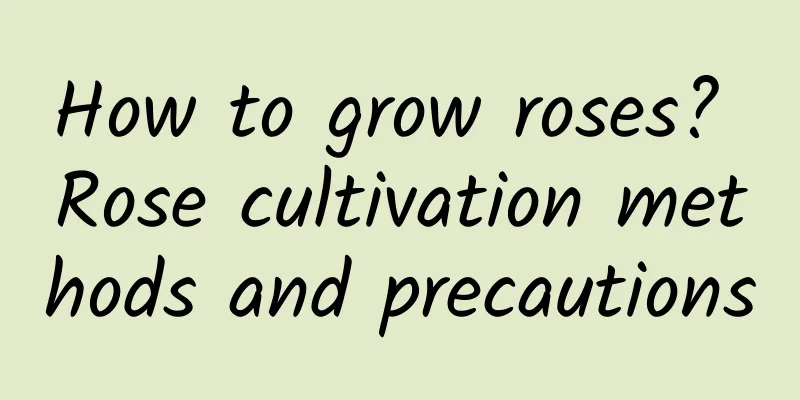 How to grow roses? Rose cultivation methods and precautions