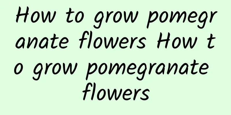 How to grow pomegranate flowers How to grow pomegranate flowers