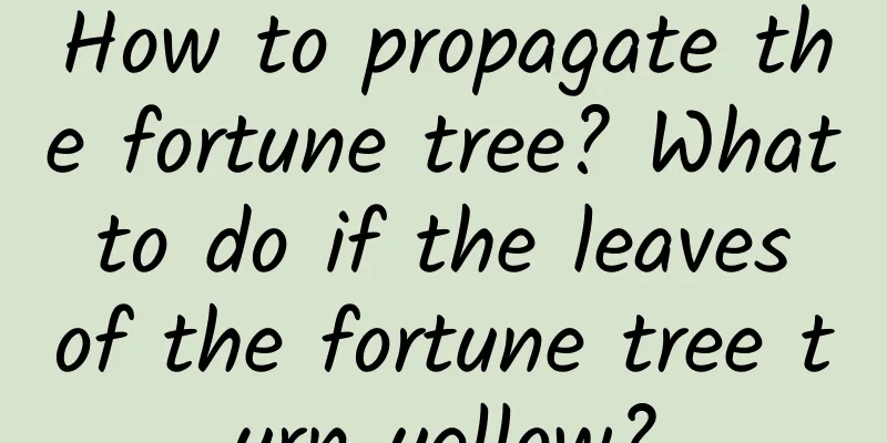 How to propagate the fortune tree? What to do if the leaves of the fortune tree turn yellow?