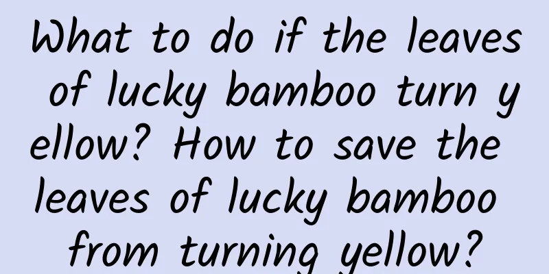 What to do if the leaves of lucky bamboo turn yellow? How to save the leaves of lucky bamboo from turning yellow?