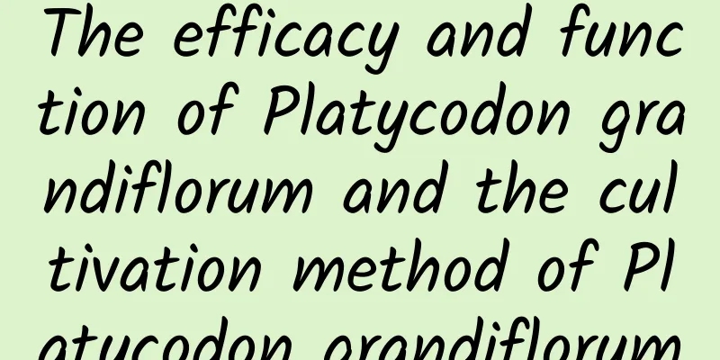 The efficacy and function of Platycodon grandiflorum and the cultivation method of Platycodon grandiflorum