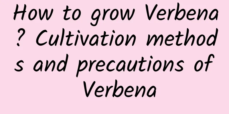 How to grow Verbena? Cultivation methods and precautions of Verbena