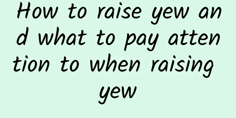 How to raise yew and what to pay attention to when raising yew