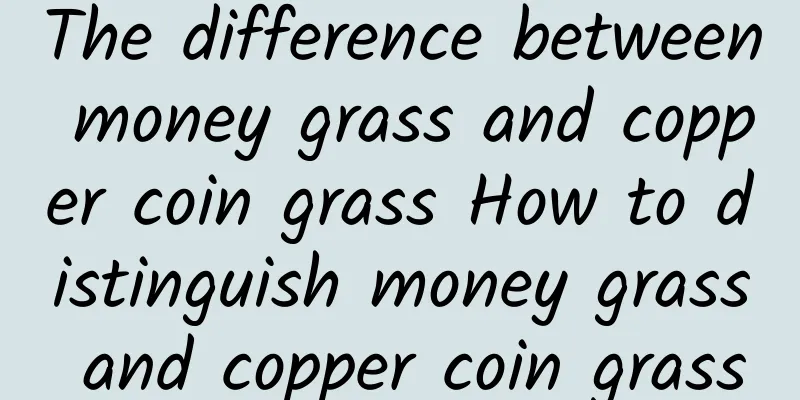 The difference between money grass and copper coin grass How to distinguish money grass and copper coin grass