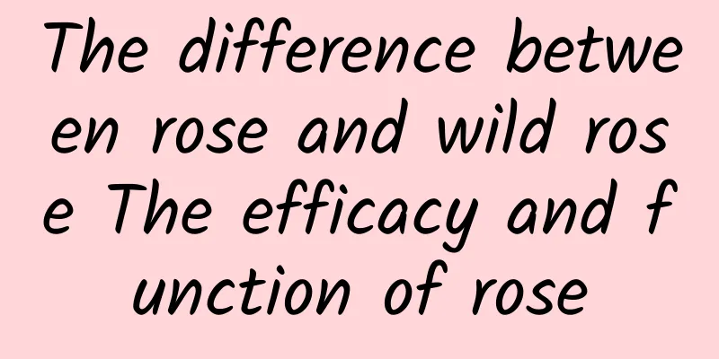 The difference between rose and wild rose The efficacy and function of rose