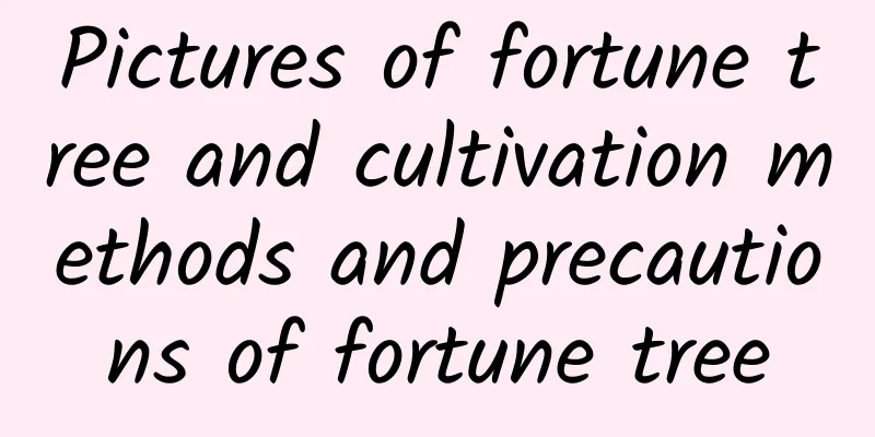 Pictures of fortune tree and cultivation methods and precautions of fortune tree