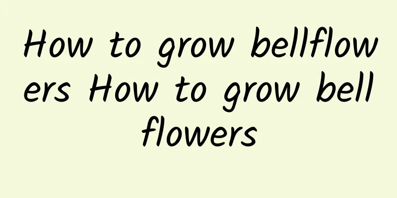 How to grow bellflowers How to grow bellflowers