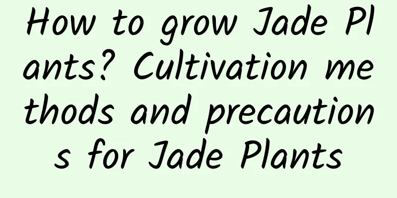 How to grow Jade Plants? Cultivation methods and precautions for Jade Plants