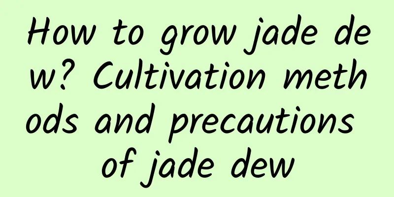 How to grow jade dew? Cultivation methods and precautions of jade dew