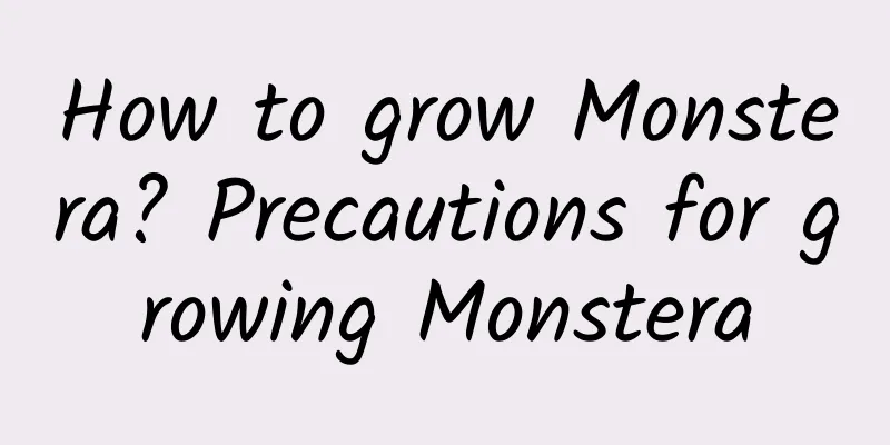 How to grow Monstera? Precautions for growing Monstera