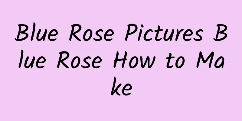 Blue Rose Pictures Blue Rose How to Make