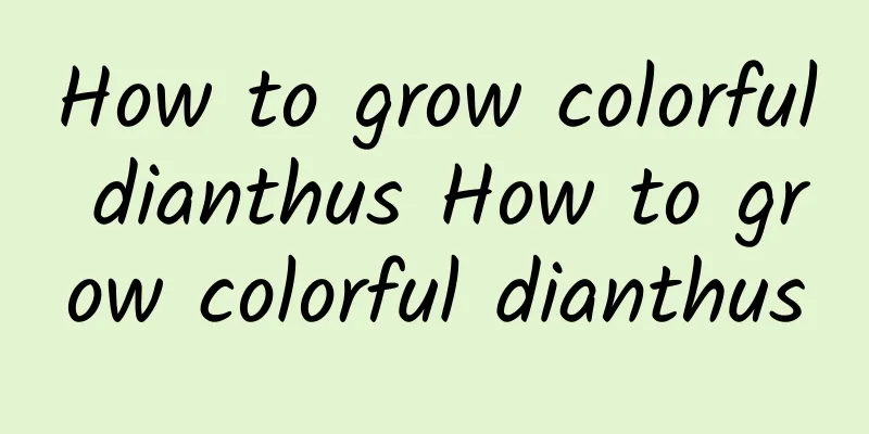 How to grow colorful dianthus How to grow colorful dianthus