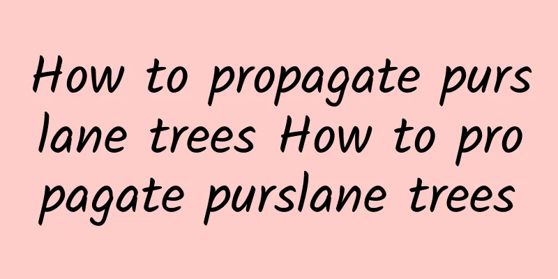 How to propagate purslane trees How to propagate purslane trees