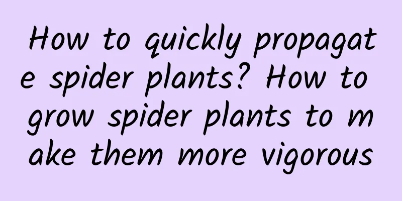 How to quickly propagate spider plants? How to grow spider plants to make them more vigorous