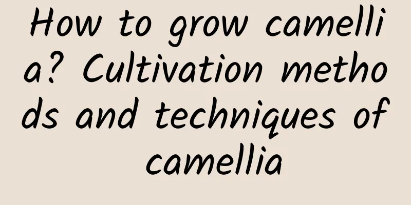 How to grow camellia? Cultivation methods and techniques of camellia