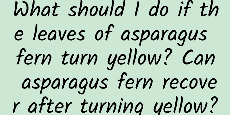 What should I do if the leaves of asparagus fern turn yellow? Can asparagus fern recover after turning yellow?