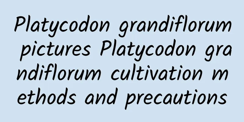 Platycodon grandiflorum pictures Platycodon grandiflorum cultivation methods and precautions