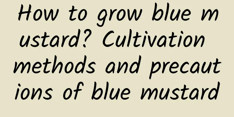 How to grow blue mustard? Cultivation methods and precautions of blue mustard