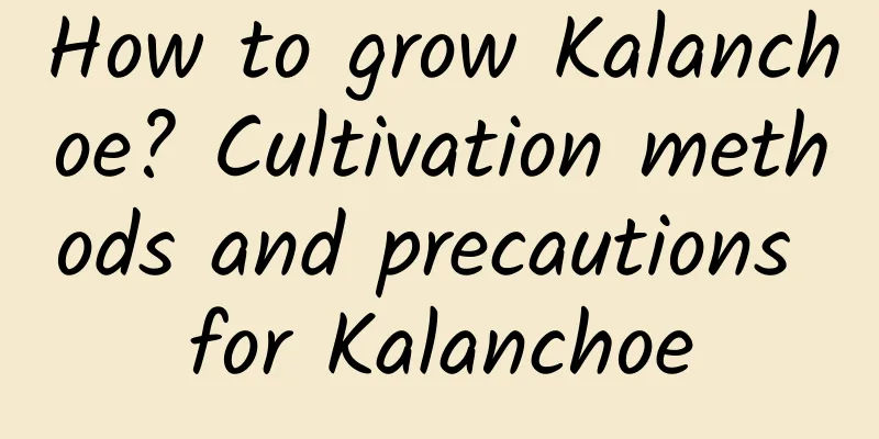 How to grow Kalanchoe? Cultivation methods and precautions for Kalanchoe