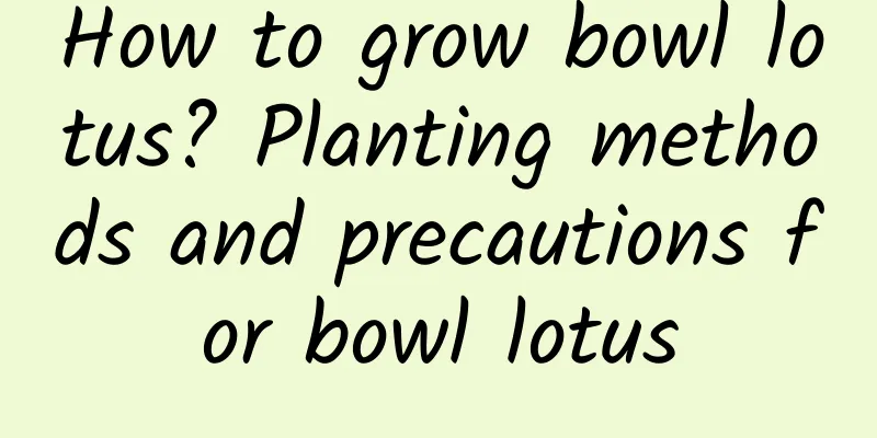 How to grow bowl lotus? Planting methods and precautions for bowl lotus