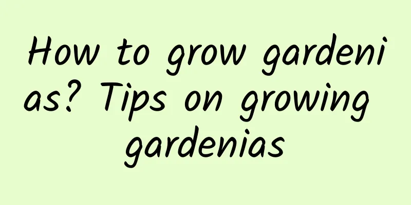 How to grow gardenias? Tips on growing gardenias