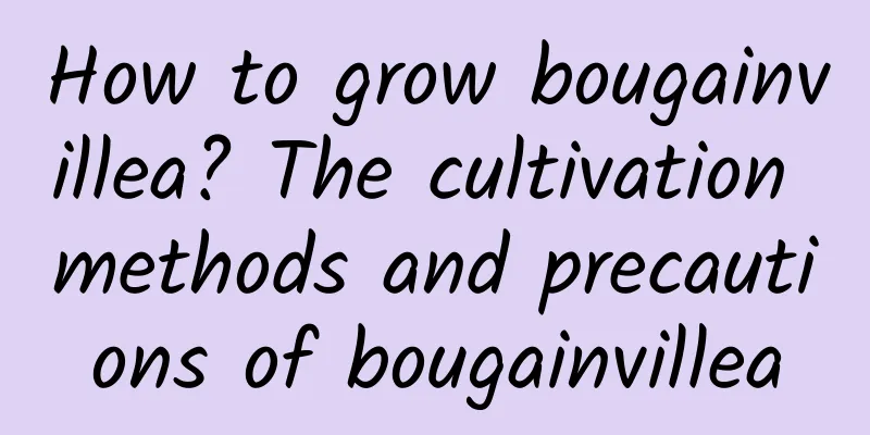 How to grow bougainvillea? The cultivation methods and precautions of bougainvillea