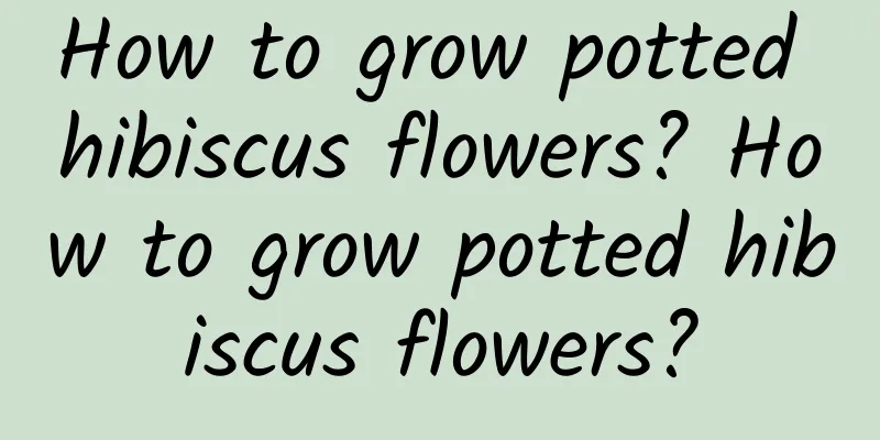 How to grow potted hibiscus flowers? How to grow potted hibiscus flowers?