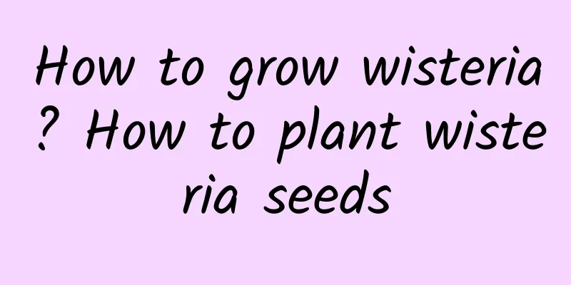 How to grow wisteria? How to plant wisteria seeds