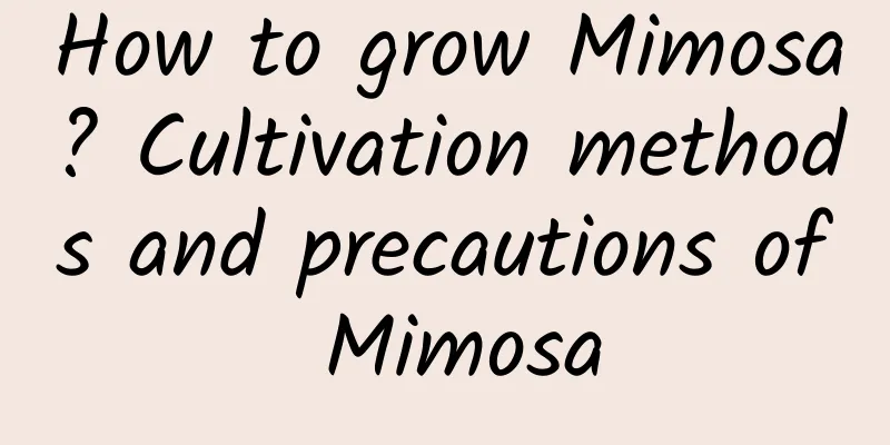 How to grow Mimosa? Cultivation methods and precautions of Mimosa