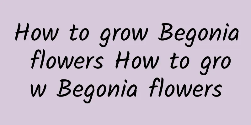 How to grow Begonia flowers How to grow Begonia flowers