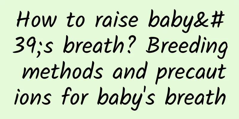 How to raise baby's breath? Breeding methods and precautions for baby's breath