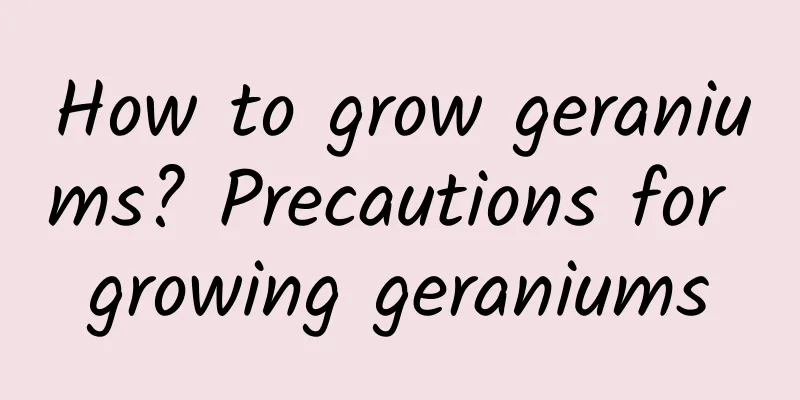 How to grow geraniums? Precautions for growing geraniums