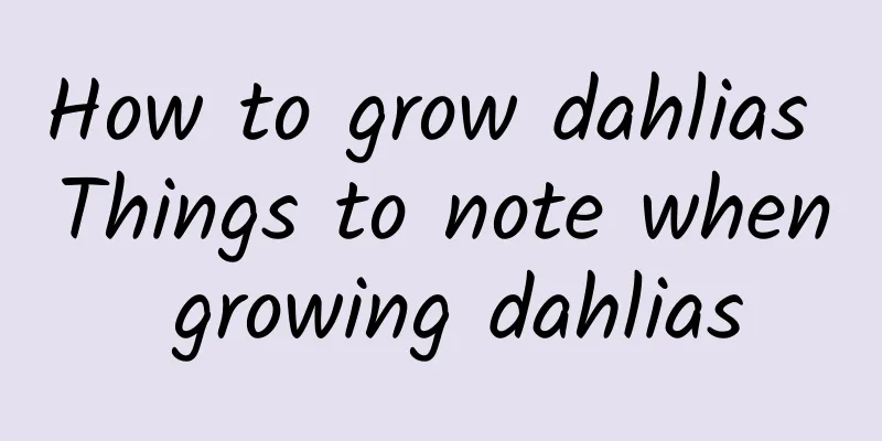 How to grow dahlias Things to note when growing dahlias