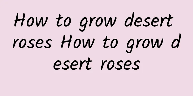 How to grow desert roses How to grow desert roses