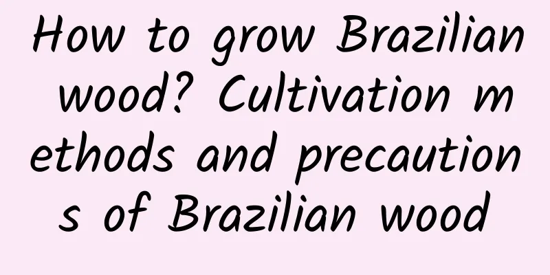 How to grow Brazilian wood? Cultivation methods and precautions of Brazilian wood