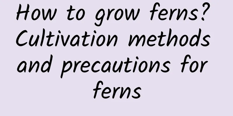 How to grow ferns? Cultivation methods and precautions for ferns