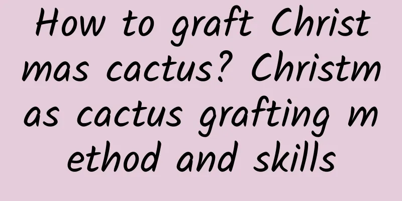 How to graft Christmas cactus? Christmas cactus grafting method and skills