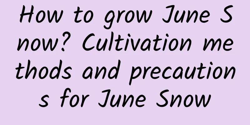 How to grow June Snow? Cultivation methods and precautions for June Snow