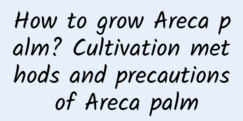 How to grow Areca palm? Cultivation methods and precautions of Areca palm