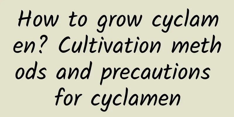 How to grow cyclamen? Cultivation methods and precautions for cyclamen