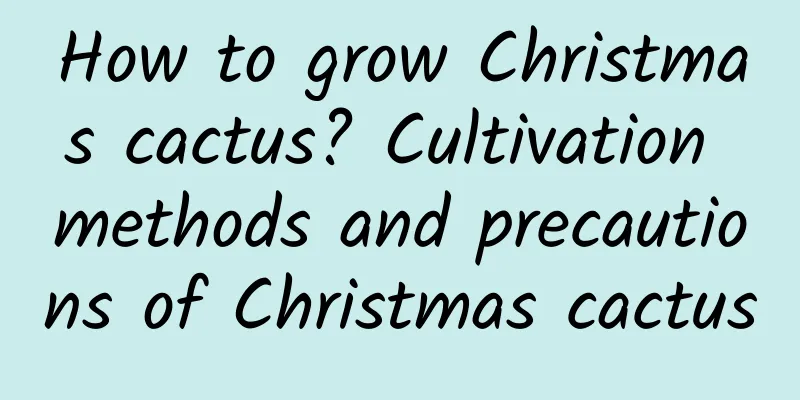 How to grow Christmas cactus? Cultivation methods and precautions of Christmas cactus