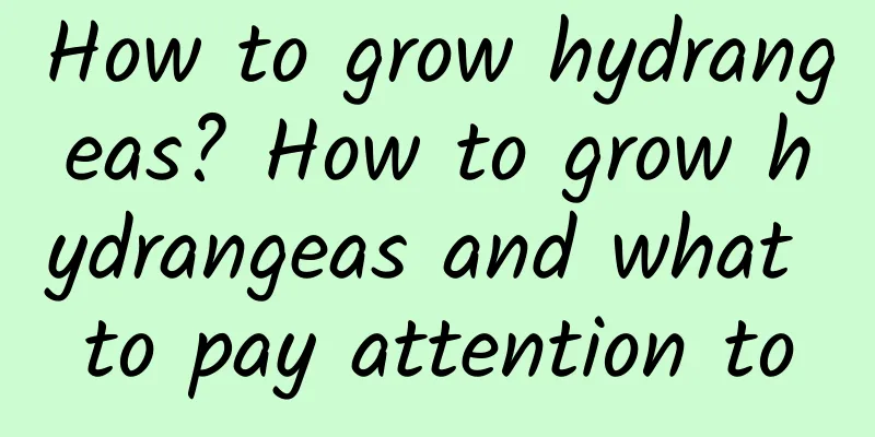 How to grow hydrangeas? How to grow hydrangeas and what to pay attention to